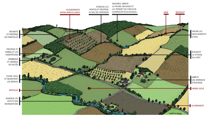 Fichier:Agroforesterie Paysage.png