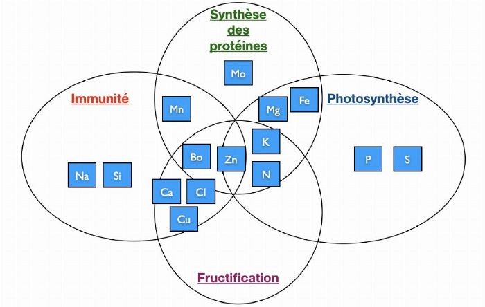 Partie 2 Les principales fonctions des éléments nutritifs 7.jpg
