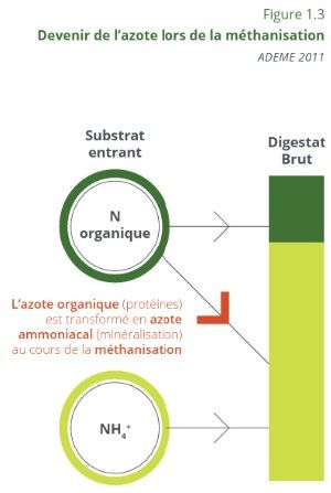 Devenir de l'azote lors de la méthanisation