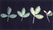Maladies-Verticilliose feuilles INRAE.jpeg.jpg