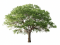 File:Arbre MSV.png