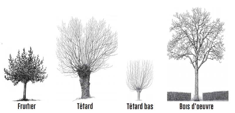 Fichier:Formes arbres.png