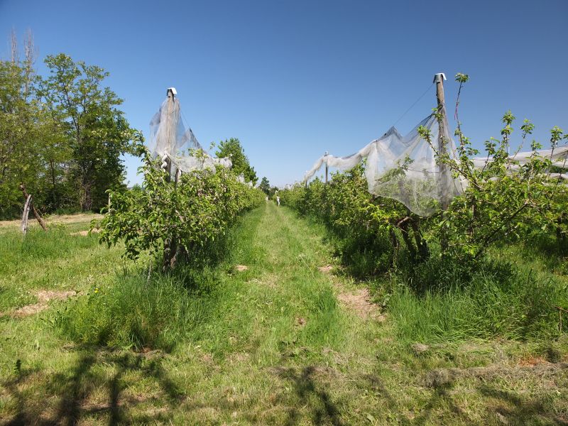 Fichier:Verger Vernou.jpg