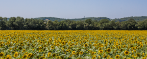 2021-07 Levignac-champ-de-tournesol MarionViguier-Bonnespratiques-Eau.png