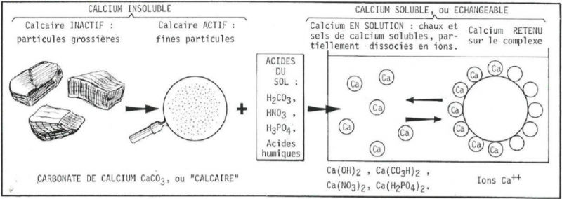 Fichier:Formes Calcium.png