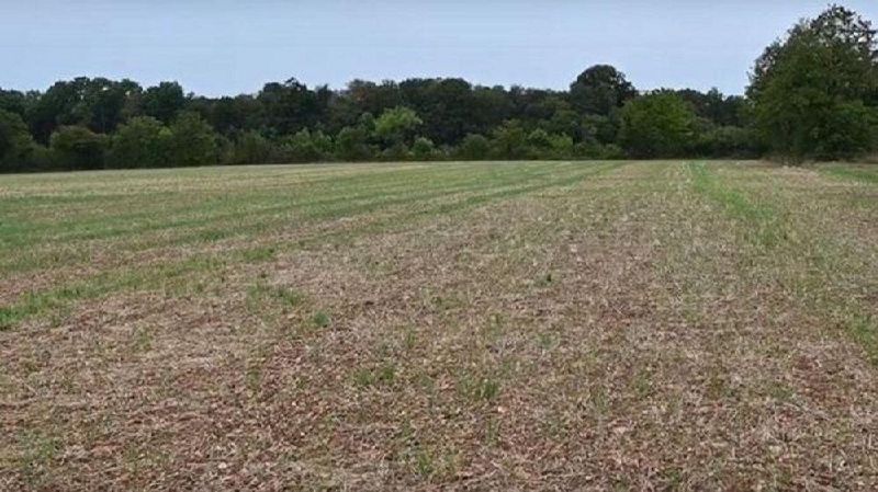 Fichier:Repousses de colza.jpg