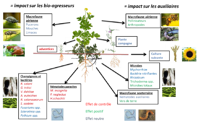 Biofumigation — Triple Performance