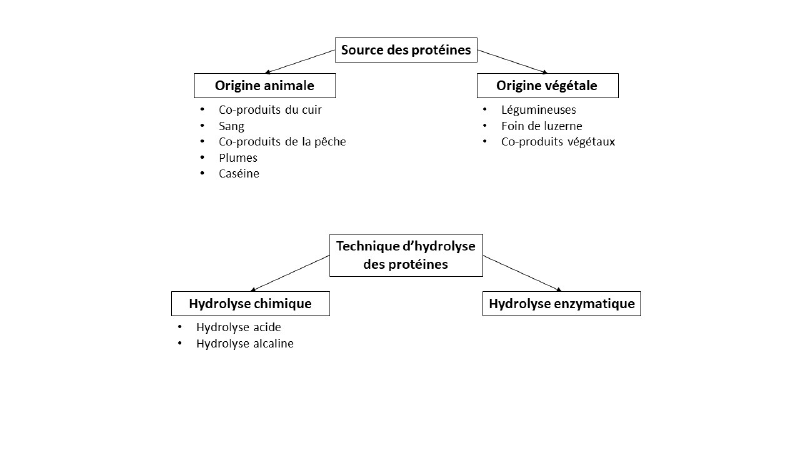 Fichier:Hydrolyse protéines.png