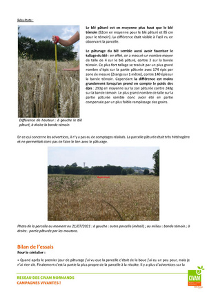 Fichier:Rapport CIVAM essai paturage blé Samuel Foubert.pdf