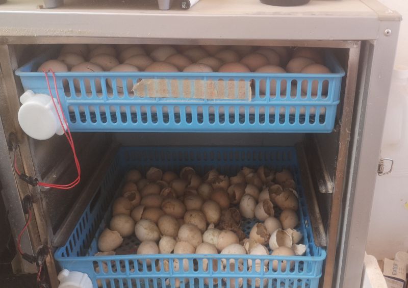 Fichier:Adil Dach Couveuse.jpg