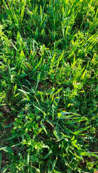 Fichier:Méteil sous luzerne.jpg