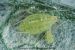 Image Puceron vert de l artichaut et du chardon.jpg