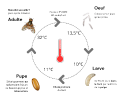 Ceratite cycle