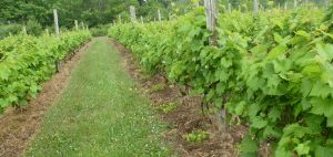 Pratique d'enherbement de l'interrang : vigne au printemps avec enherbement de l'interrang