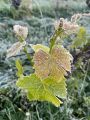 Vigne non protégée par le voile anti-gel.