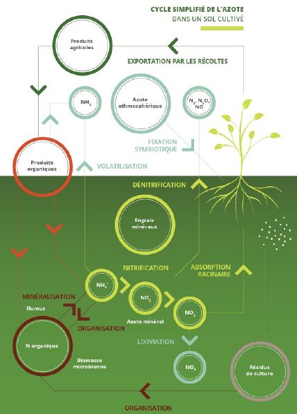 File:Cycle de l'azote.jpg