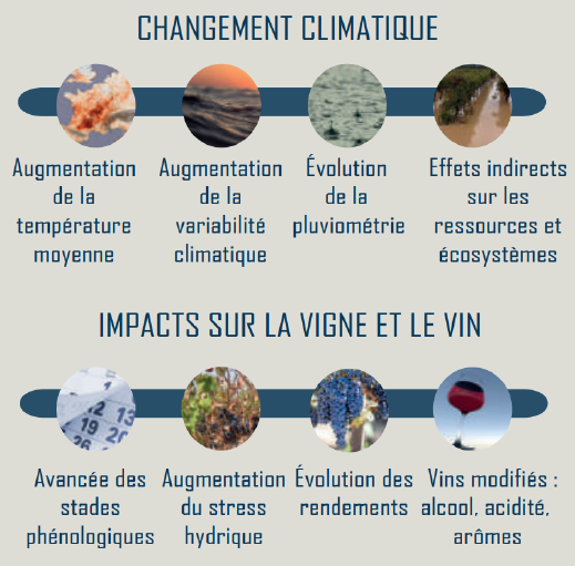Manifestation du changement climatique et principaux effets sur la vigne