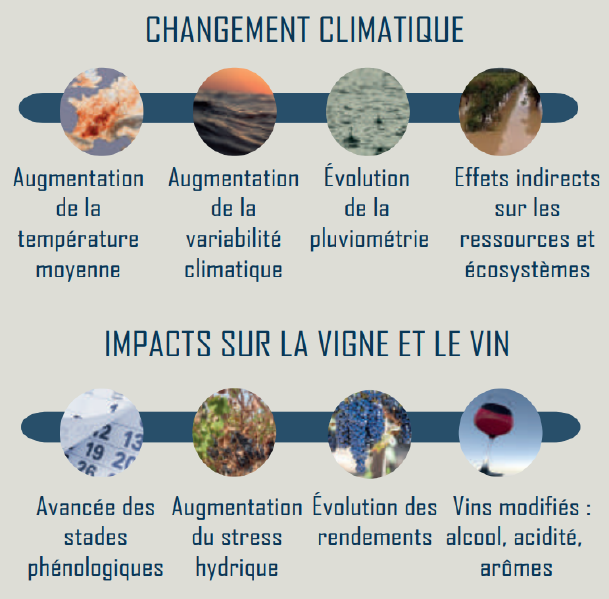 Fichier:Manifestation du changement climatique au niveau de la vigne et du vin.png