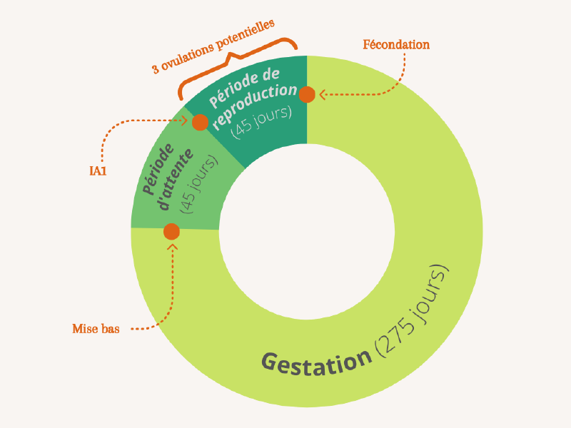 Fichier:Cycle annuel reproduction VL.png