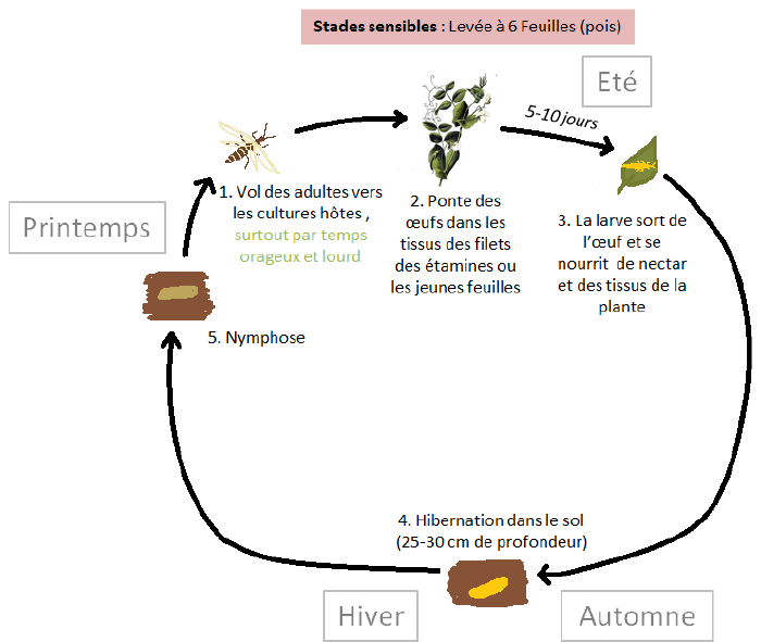 Thrips du pois-inline-0.png