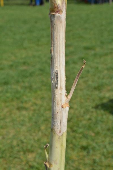 Fichier:CZH Sclérotinia 2-tige-min.jpg