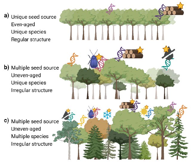 Forest diversification - Triple Performance