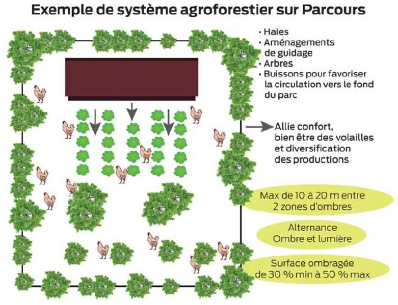 Fichier:Exemple de système agroforestier sur Parcours.jpeg