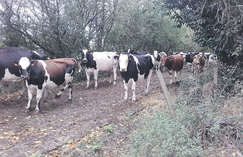 Fichier:Vaches du Gaec Lusanbio.jpg