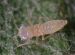 Ravageurs-Cicadelle-grillure Ephytia-INRAE.jpg