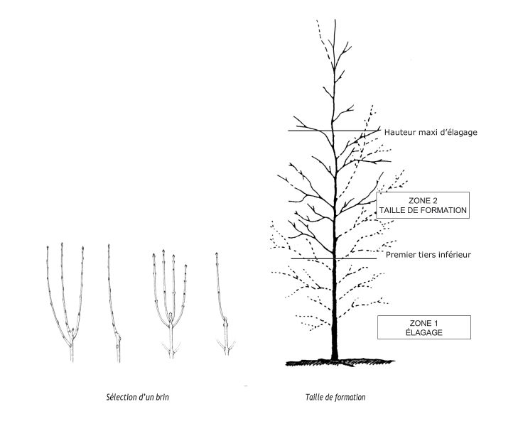 Fichier:Schéma taille arbre.jpg