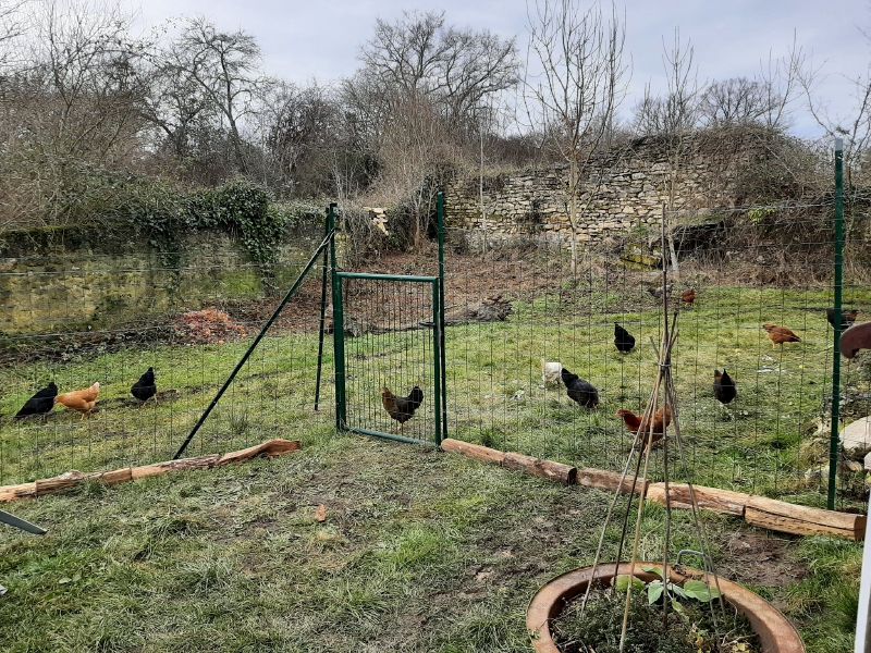 Fichier:Poules extérieur.jpg