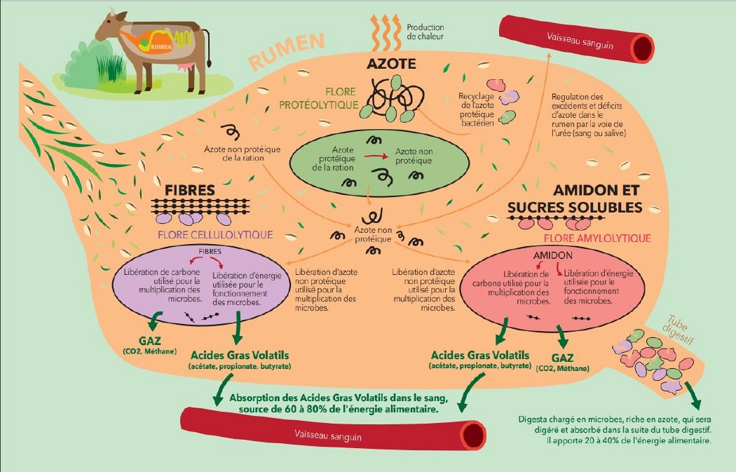 Connaître et renforcer la digestion de la fibre en pâturage — Triple ...