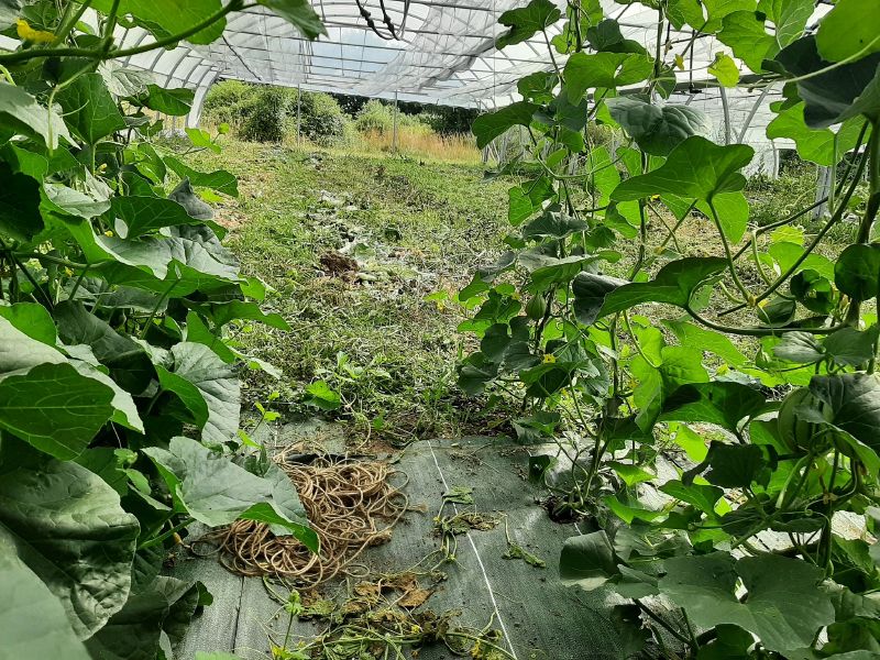 Fichier:Engrais verts.jpg