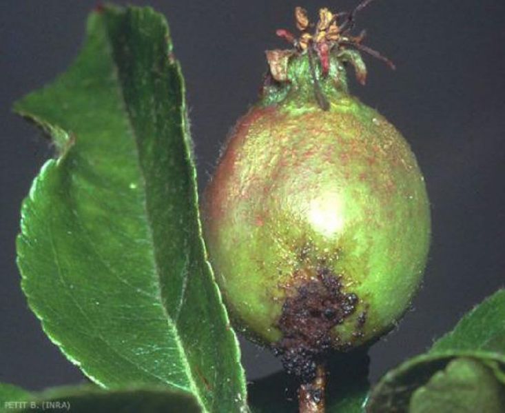 Fichier:Ravageurs Hoplocampe jeune fruit Ephytia-INRAE.jpg