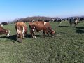 Vaches au pâturage 