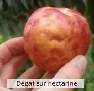 Dégâts de la punaise diabolique sur nectarines