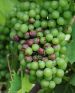 Maladie black-rot grappe Ephytia-INRAE-2.jpg