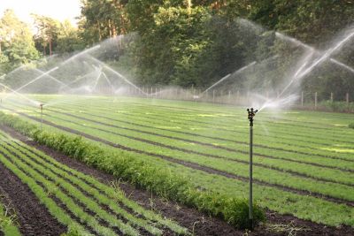Irrigation en maraîchage.jpg