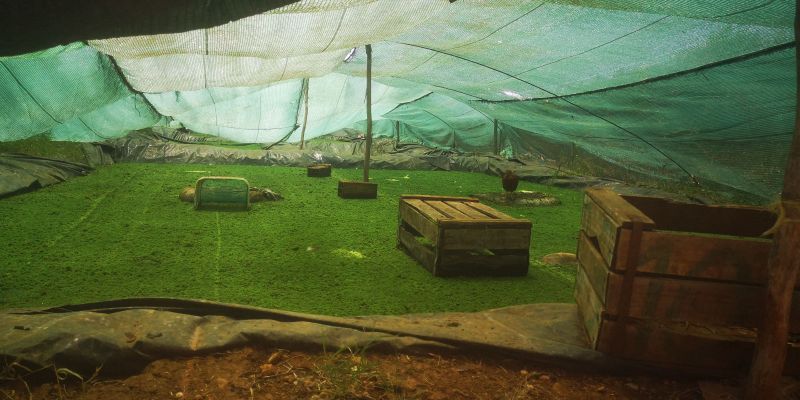 Fichier:Bassin de culture d'Azolla.jpg