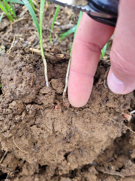 Fichier:Sol Saboureau.jpg