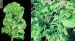Maladies-Rhizomanie feuilles Ephytia-INRAE-1024x563.jpg