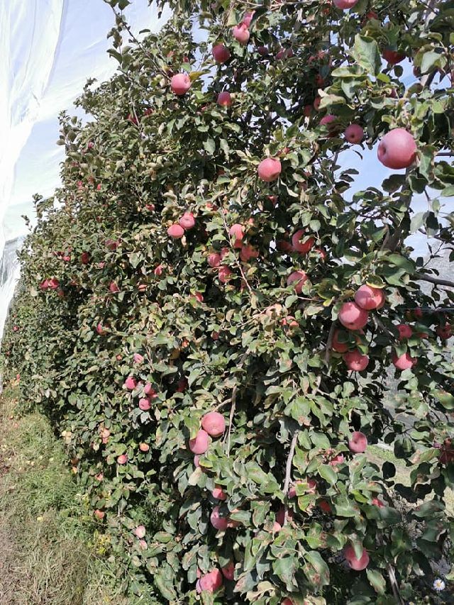 Entretien mécanique en jeunes vergers dans une exploitation mixte PFI ...