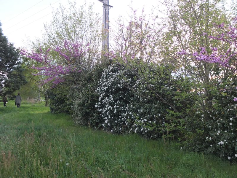 Fichier:Haie Vernou.jpg