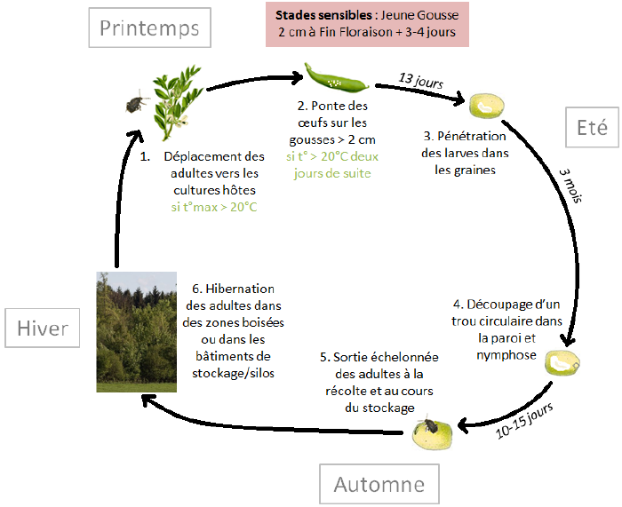 Bruche de la fève-inline-0.png