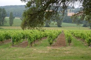 Enherbement, engrais verts et alternatives au desherbage chimique en vigne.jpg