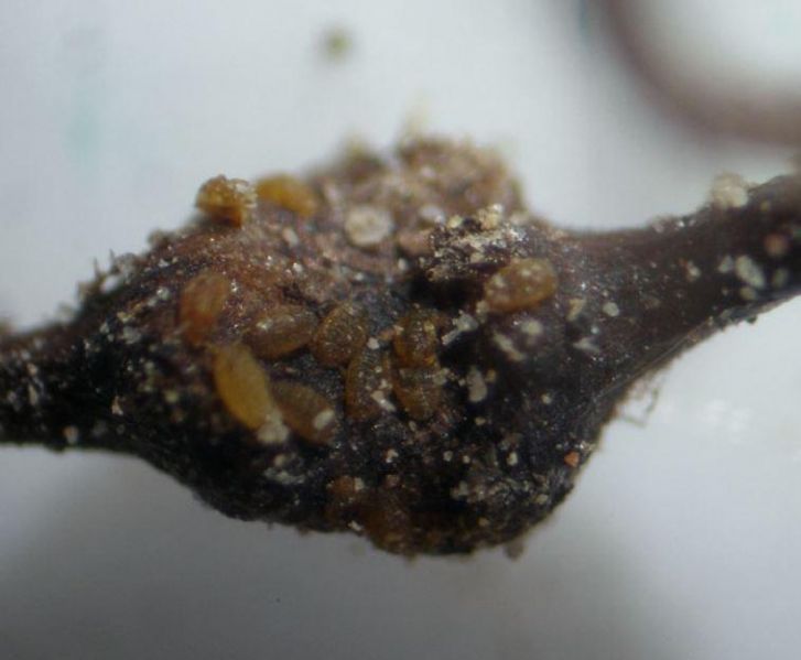 Fichier:Ravageurs-Phylloxera larve Ephytia-INRAE.jpg