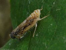 Ravageurs-Cicadelle-flav adulte Ephytia-INRAE.jpg