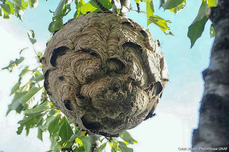 Fichier:Nid frelon asiatique.jpg