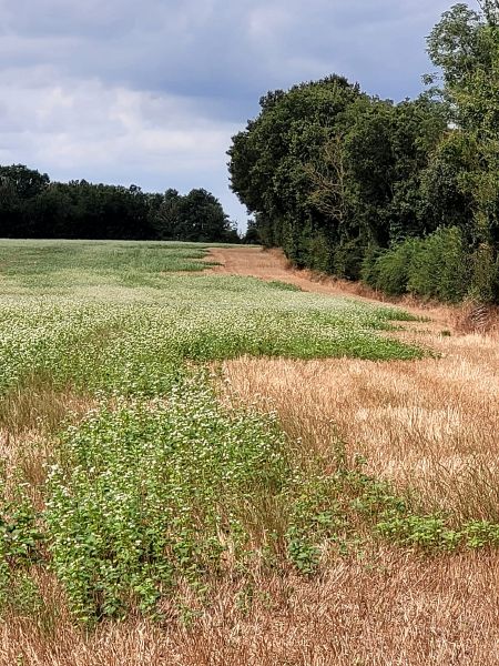 Fichier:Champ4 Saboureau.jpg