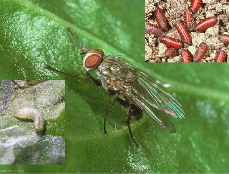 Fichier:Ravageurs-Pégomyie adulte larve pupe Ephytia-INRAE-1024x778.jpg